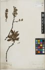 Foto von Salix lapponum L. x Salix silesiaca Willd.